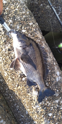 クロダイの釣果