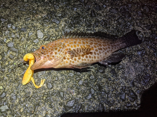 オオモンハタの釣果