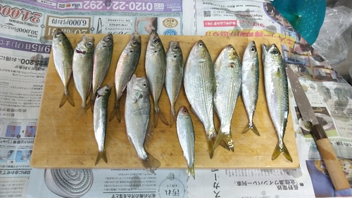 サバの釣果