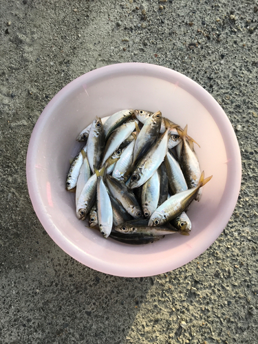 アジの釣果