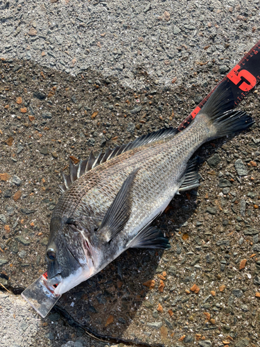 チヌの釣果