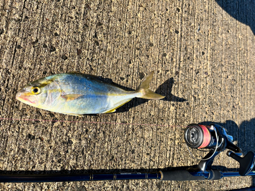 カンパチの釣果