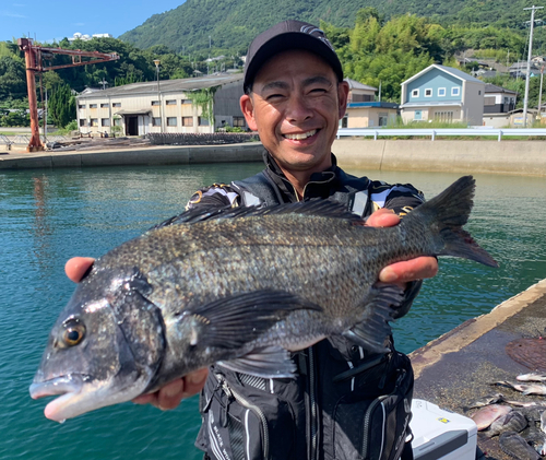 チヌの釣果