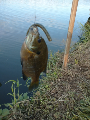 ブルーギルの釣果