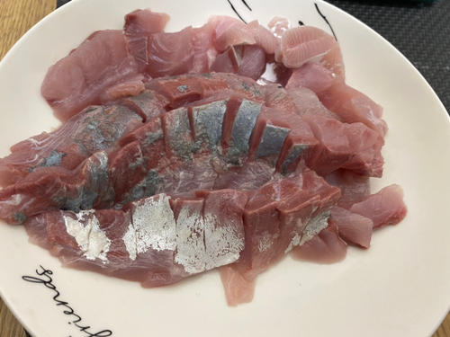 ツバスの釣果