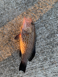 オオモンハタの釣果