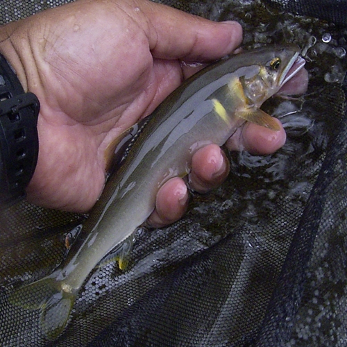 アユの釣果