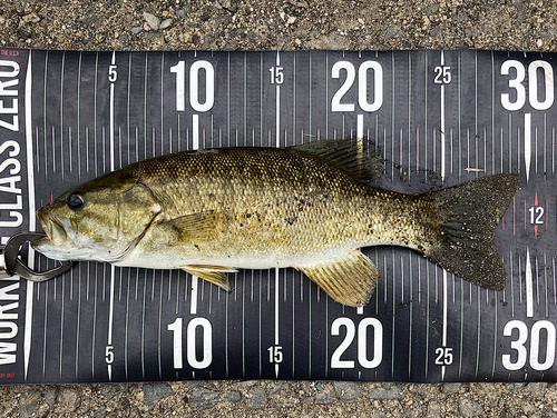 スモールマウスバスの釣果