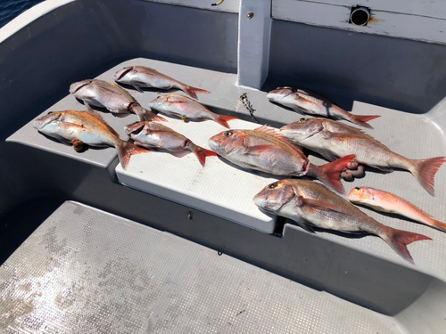 マダイの釣果