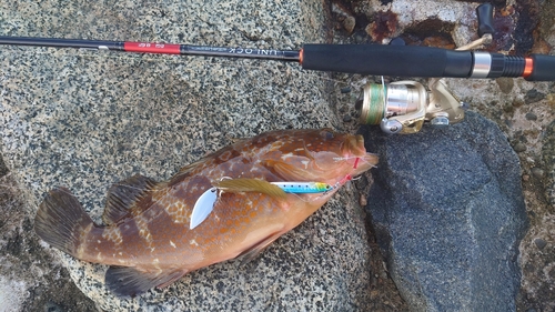 アコウの釣果