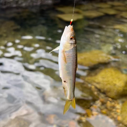 オイカワの釣果