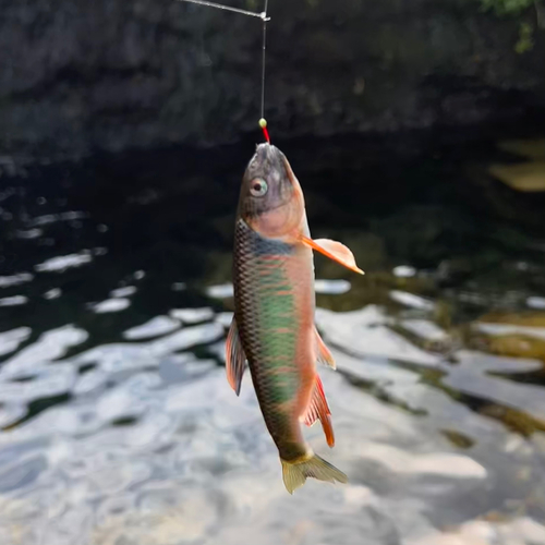 オイカワの釣果