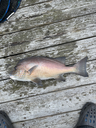 コショウダイの釣果