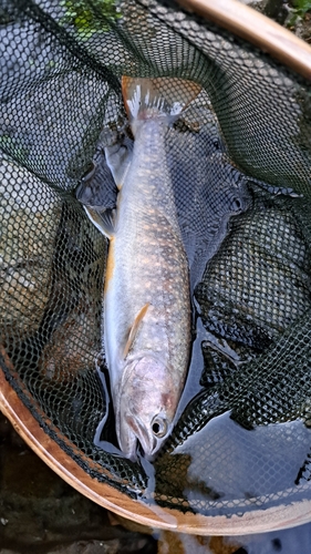 イワナの釣果