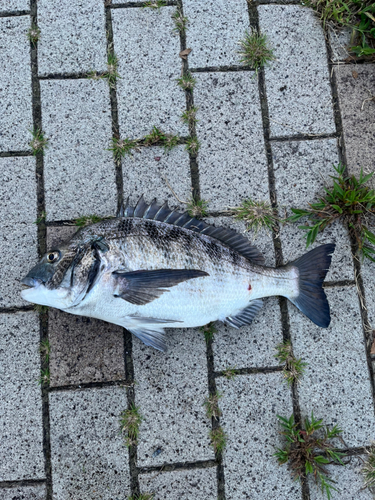 チヌの釣果