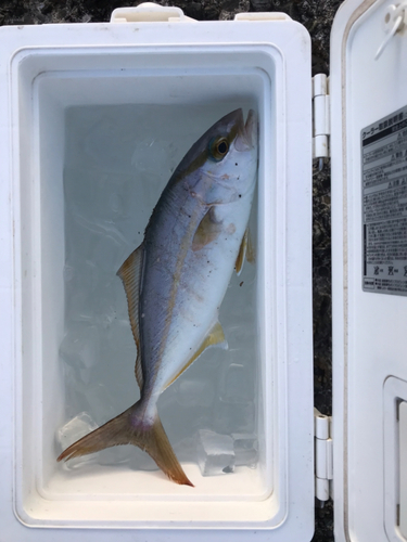 ショゴの釣果