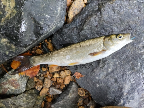 ウグイの釣果