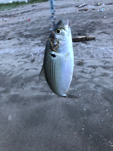 コノシロの釣果