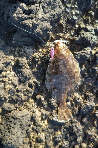 ヒラメの釣果