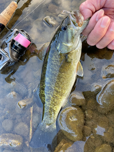 スモールマウスバスの釣果