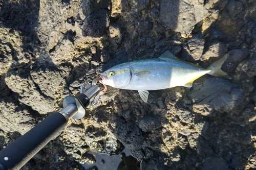 ツバスの釣果