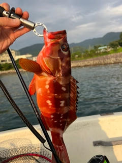 アカハタの釣果