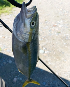 コゾクラの釣果