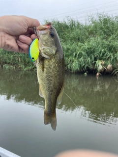 ラージマウスバスの釣果