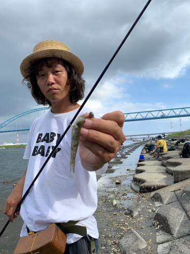 マハゼの釣果