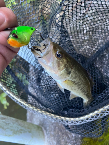 ブラックバスの釣果