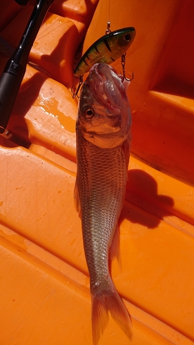 ケタバスの釣果