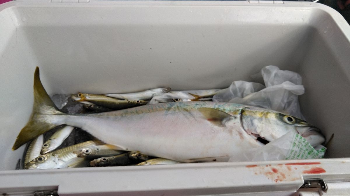 HOIHOI5963さんの釣果 2枚目の画像