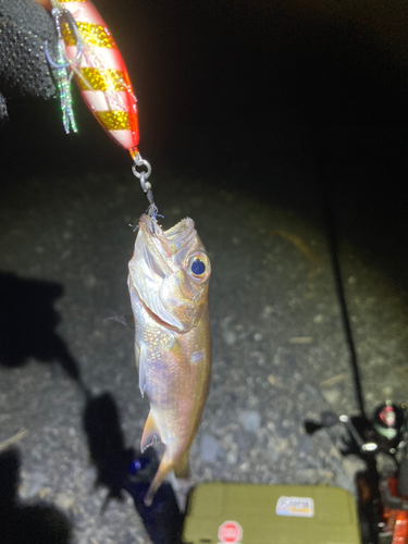 ムツの釣果