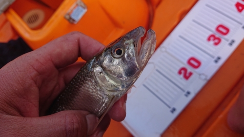 ケタバスの釣果