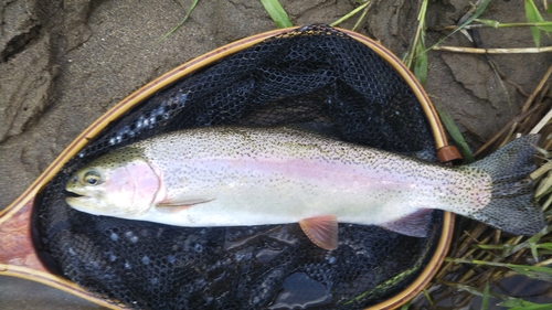 ニジマスの釣果