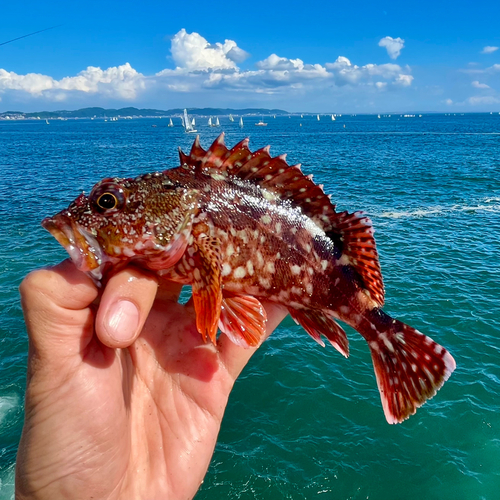 カサゴの釣果