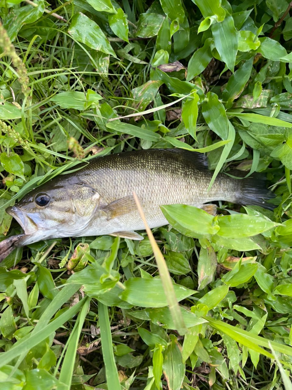 スモールマウスバス