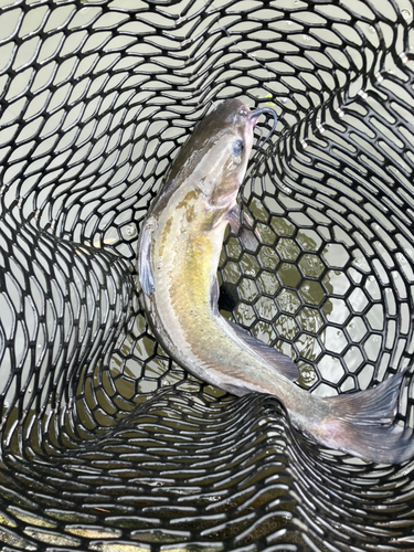 アメリカナマズの釣果