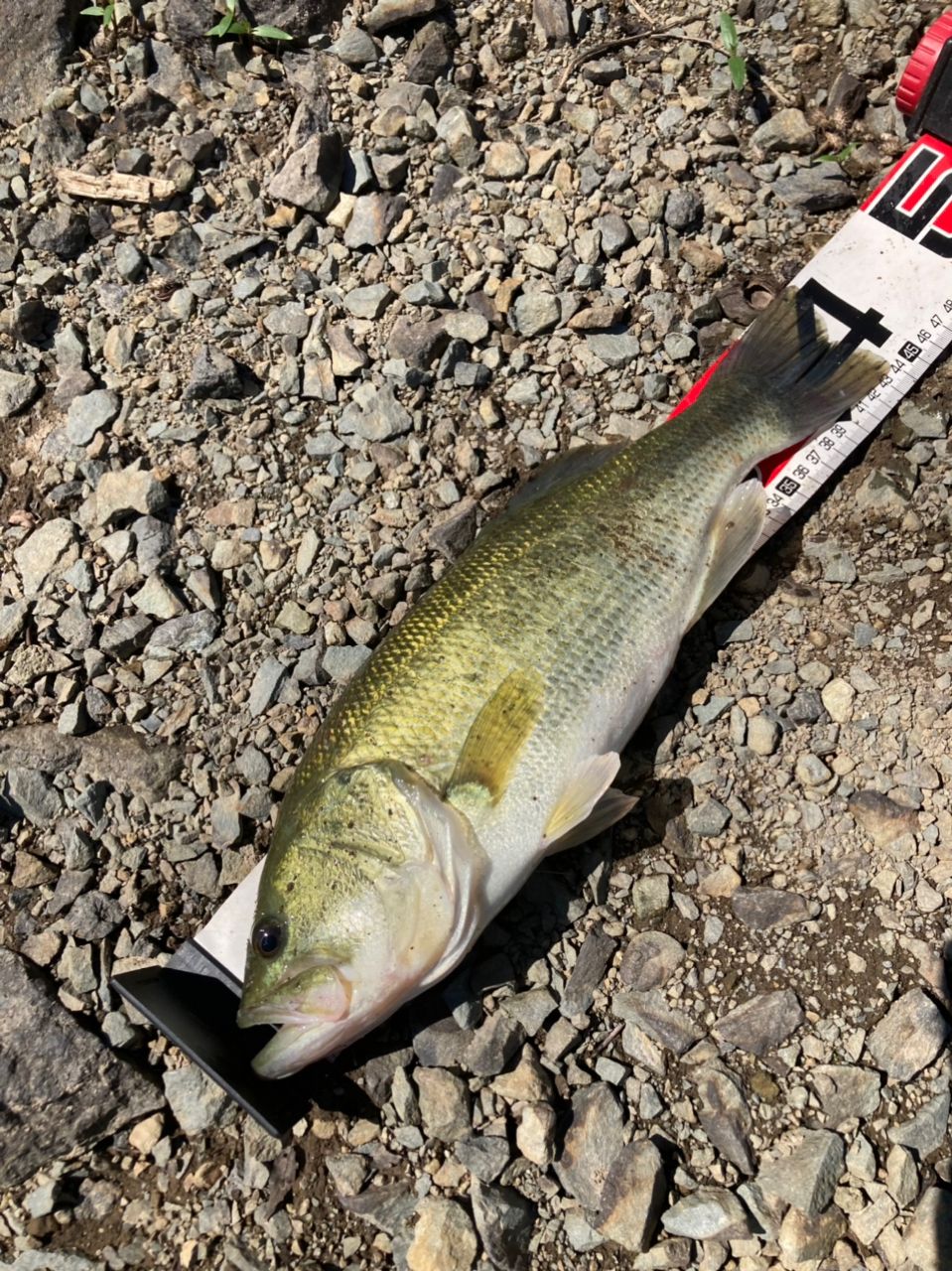 ラージマウスバス