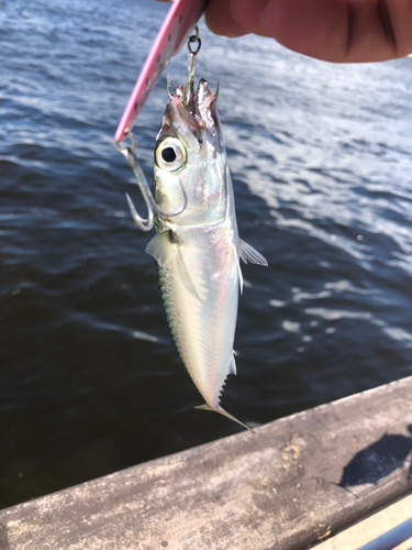 サバの釣果