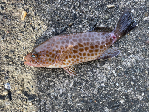 オオモンハタの釣果