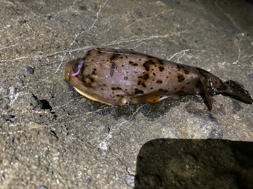 ヒガンフグの釣果