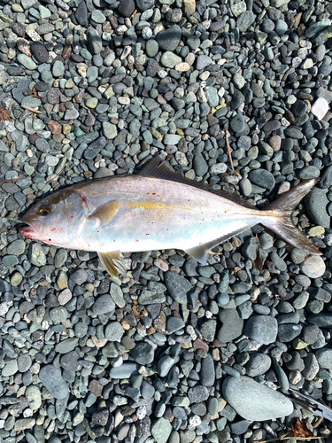 ショゴの釣果