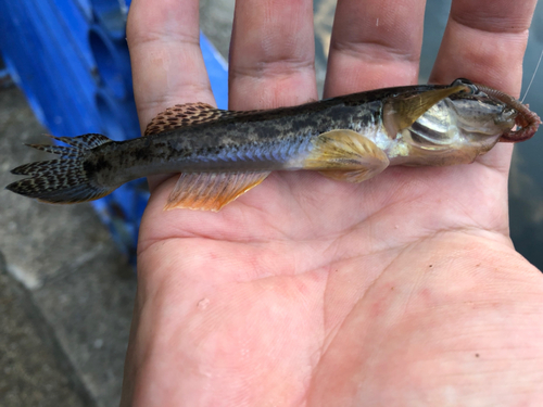 マハゼの釣果