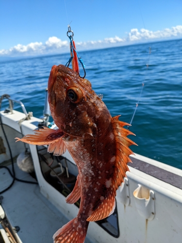 ウッカリカサゴの釣果