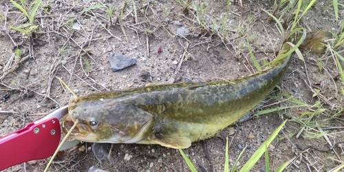 ナマズの釣果