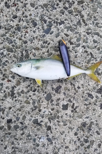 ヤズの釣果