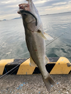 カニの釣果