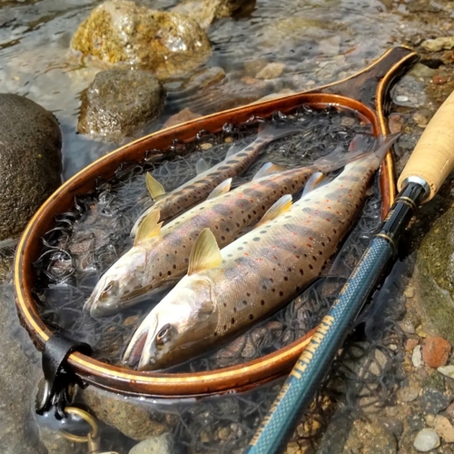 ヤマメの釣果