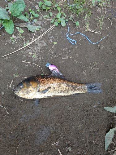 ヘラブナの釣果